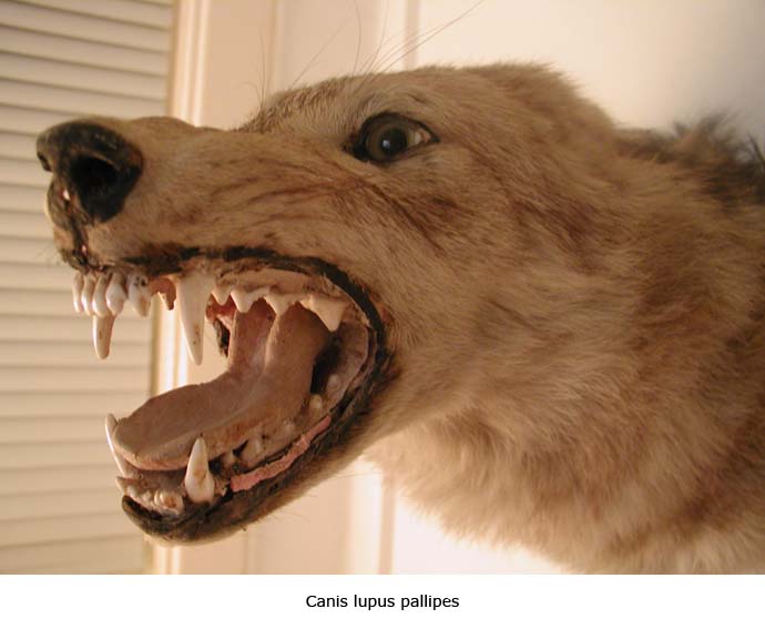 canis lupus